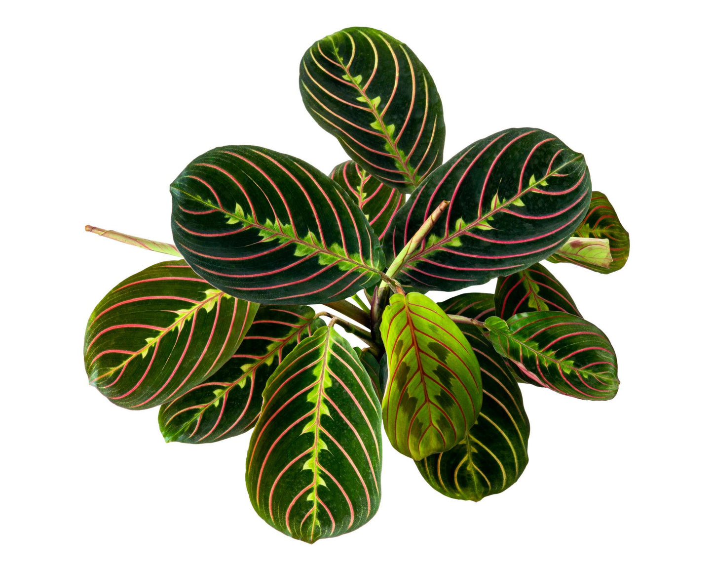 Maranta Leuconeura (Prayer Plant)