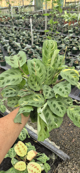 Maranta Leuconeura var. Kerchoveana ‘Variegated’ (Variegated Green Prayer Plant)