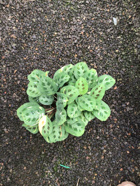 Maranta Leuconeura var. Kerchoveana ‘Variegated’ (Variegated Green Prayer Plant)