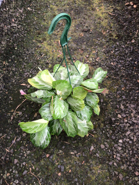 Maranta Leuconeura var. Kerchoveana ‘Silver Band’ (Silver Band Prayer Plant)