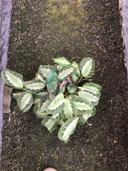 Maranta Leuconeura var. Kerchoveana ‘Silver Band’ (Silver Band Prayer Plant)