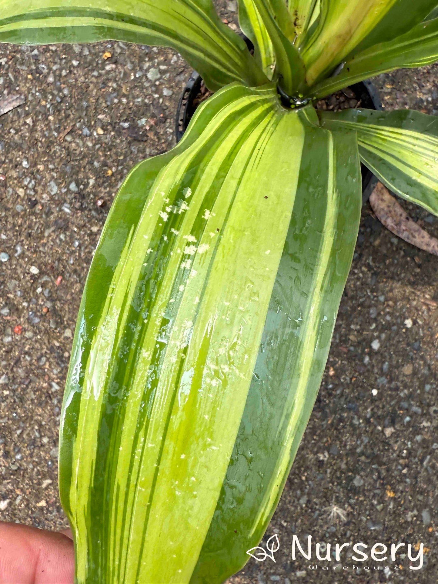 Dracaena fragrans 'Marley' (Marley Corn Plant)