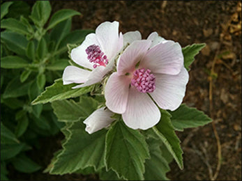 Althaea Officinalis (Marshmallow Root)