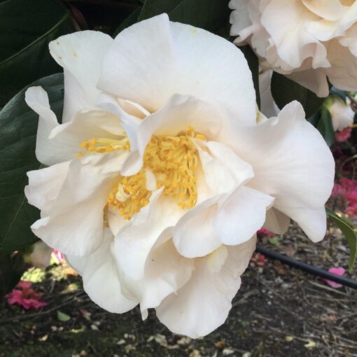 Camellia japonica ‘Martha Tuck’ (Japanese Camellia)