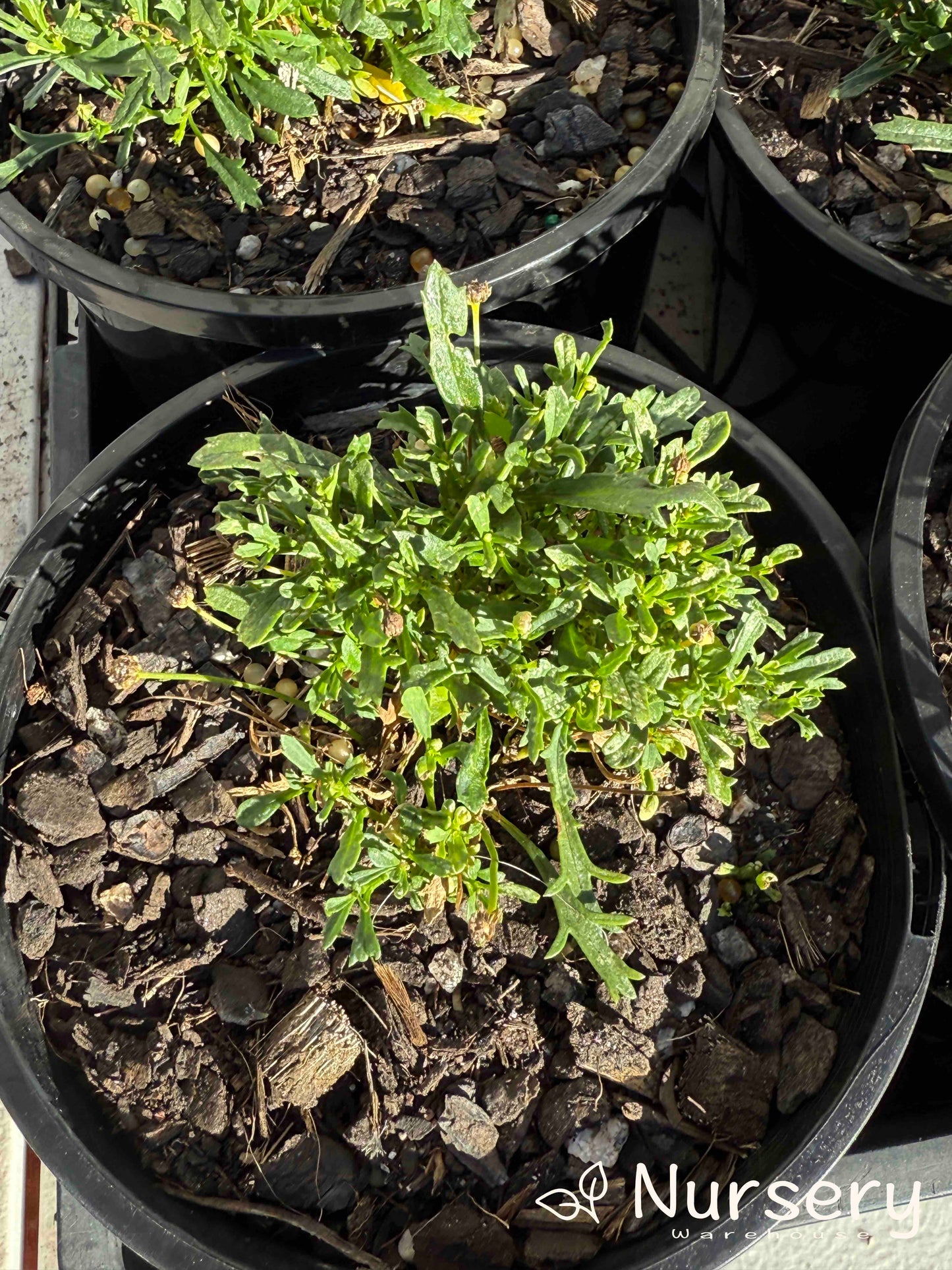 Brachyscome Mauve Delight (Brachyscome multifida | undersized)