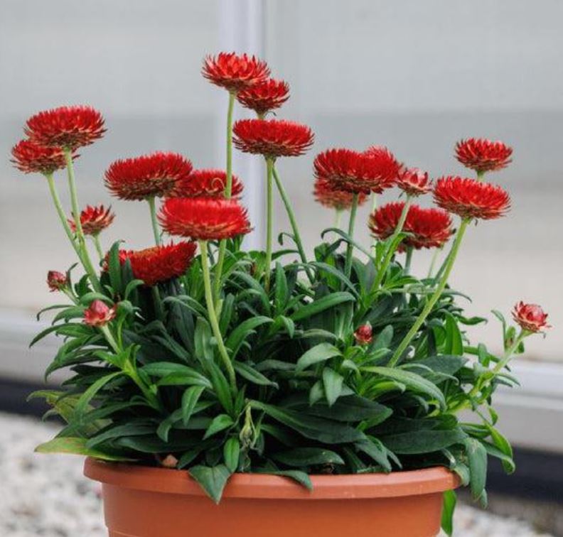 Bracteantha 'Mohave Red' (Strawflower)