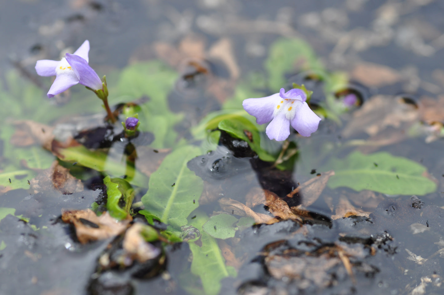 Mazus pumilio (White Swamp Mazus)