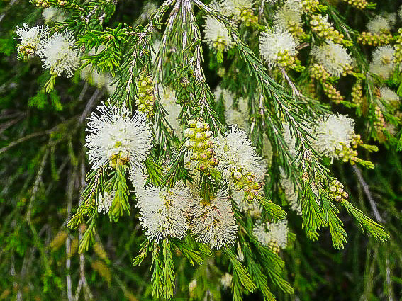 Melaleuca Ericifolia
