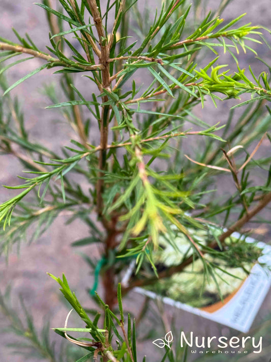 Melaleuca Armillaris (Honey Myrtle)