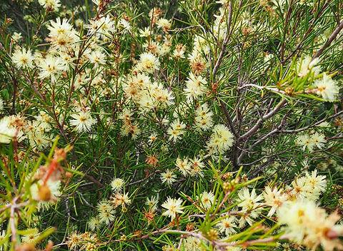 Melaleuca Nodosa (Prickly-Leaved Paperbark)
