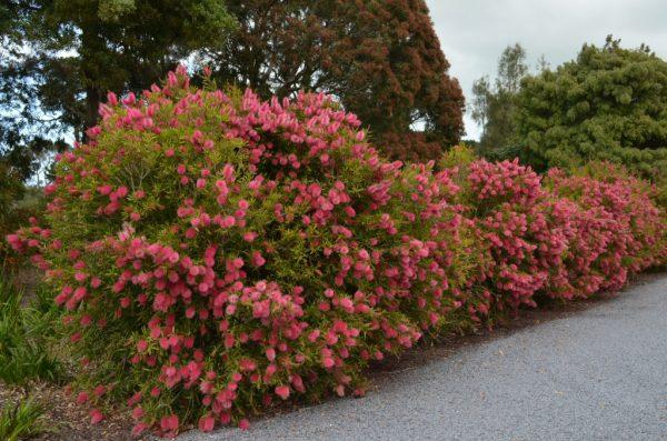 Melaleuca Saligna ‘Perth Pink’ (Perth Pink Willow Bottlebrush)