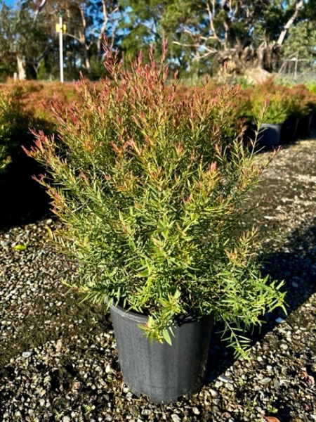 Melaleuca linariifolia ‘Claret Tops’ (Claret Tops Honey Myrtle)