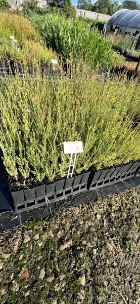 Melaleuca Thymifolia (Thyme Honey Myrtle)