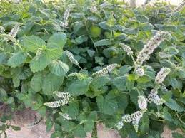 Mentha Spicata ‘Mojito’ (Mojito Mint)