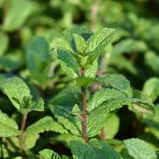Mentha Spicata (Moroccan Tea Mint)