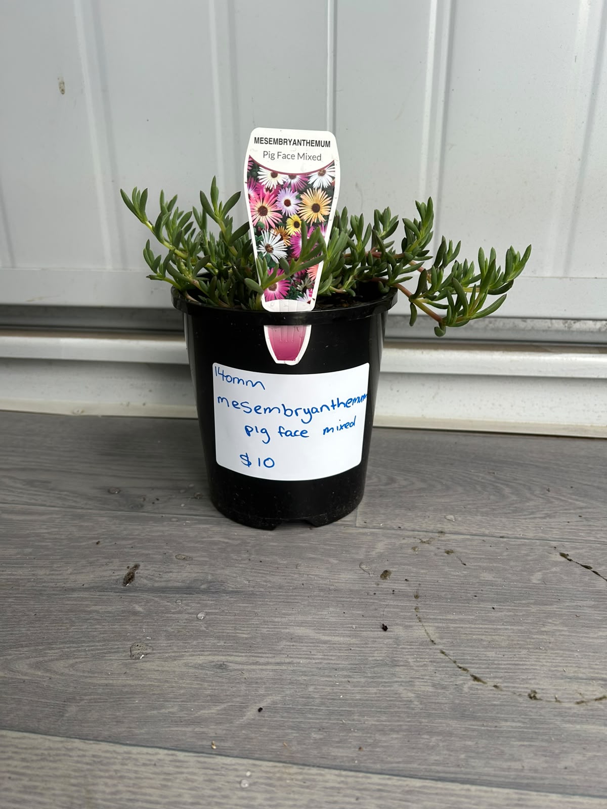 Mesembryanthemum (Pig Face) CLEARANCE