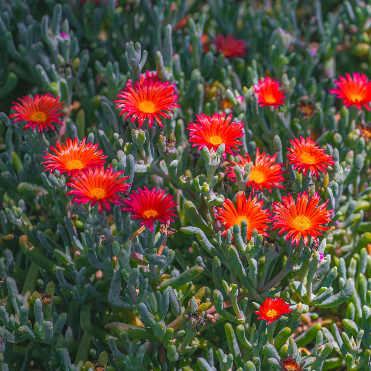 Mesembryanthemum 'Red' (Red Pigface)