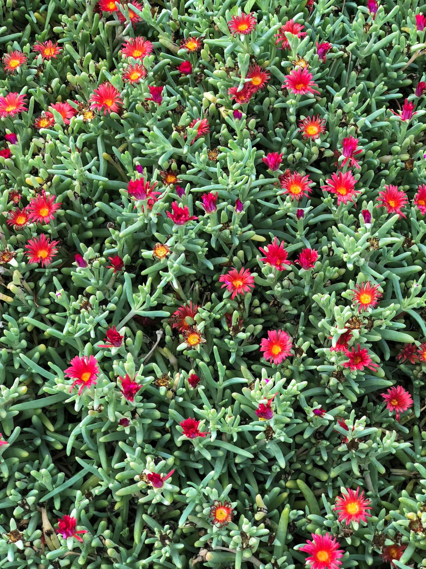 Mesembryanthemum crystallinum (Ice Plant ‘Red’)