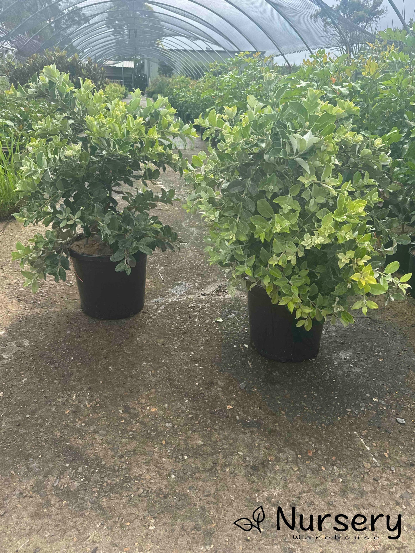 Metrosideros Thomasii (New Zealand Christmas Bush)
