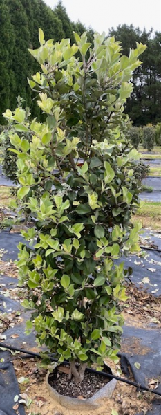 Metrosideros Thomasii (New Zealand Christmas Bush)