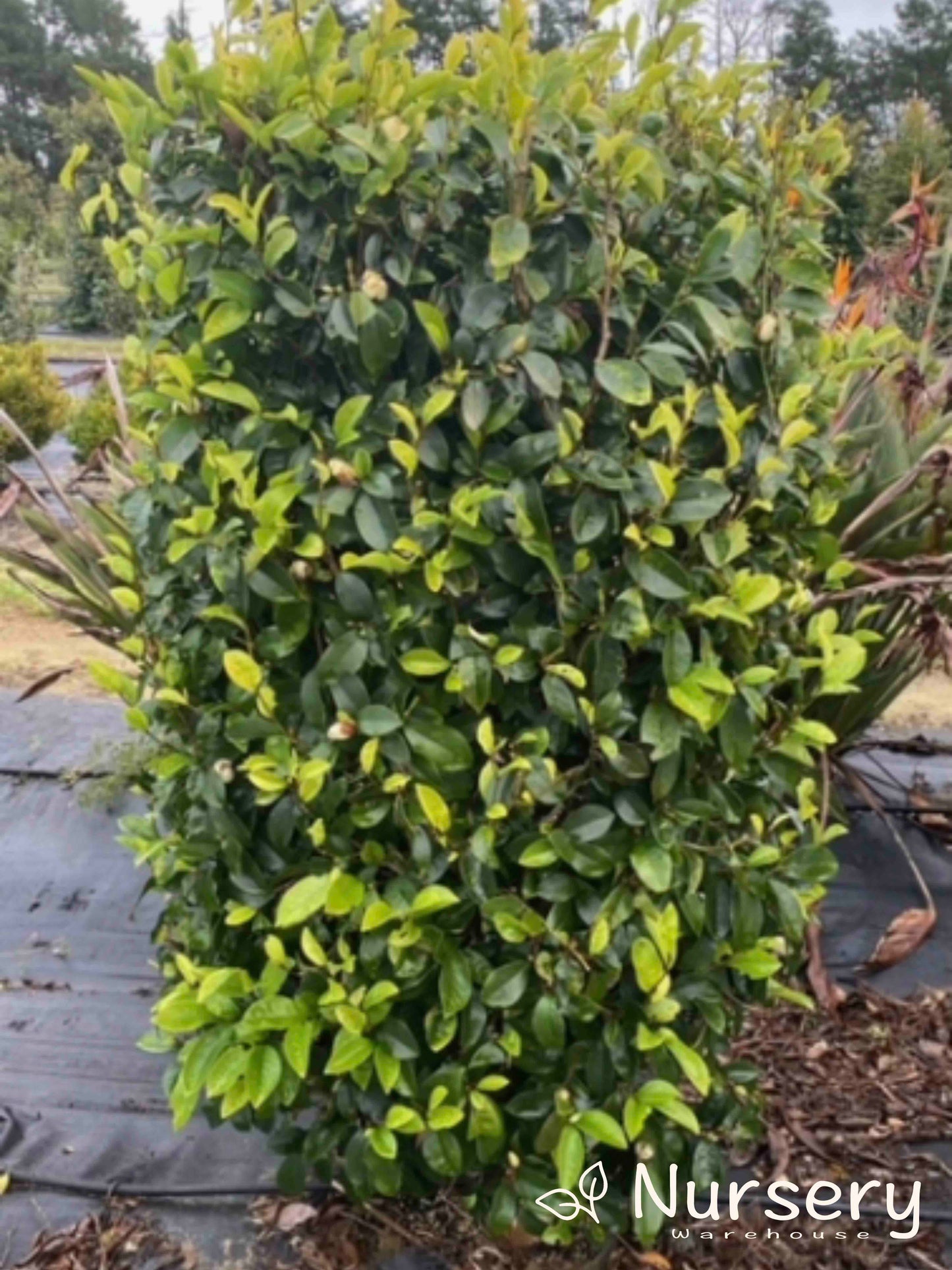 Michelia Coco (Coconut Magnolia)