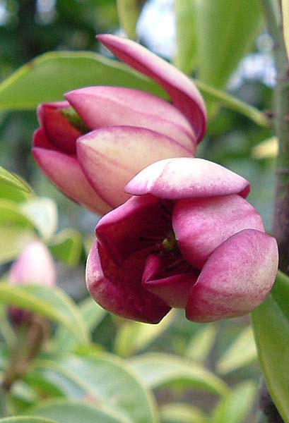 Michelia Figo (Port Wine Magnolia Topiary Balls)