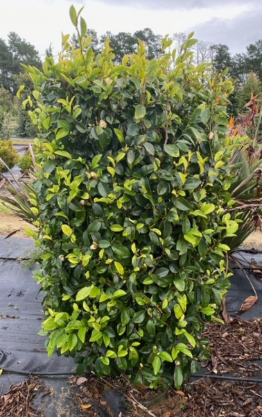 Michelia ‘Coco’ (Coco Magnolia)