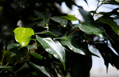 Ficus Benjamina Midnight Beauty (Weeping Fig Midnight Beauty)