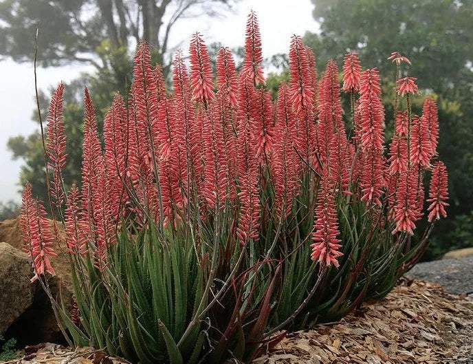 Aloe hybrid (LEO 3711) Super Red™ (Super Red Aloe)
