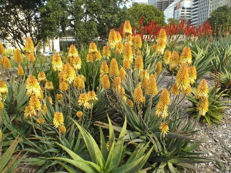 Aloe hybrid (AL02) Mighty Gold™ (Mighty Gold Aloe)