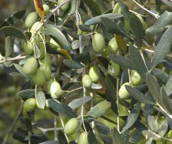 Olea europaea 'Miniolea' (Miniolea Olive)