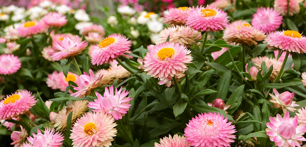 Bracteantha Bracteata (Mohave Pink Strawflower)