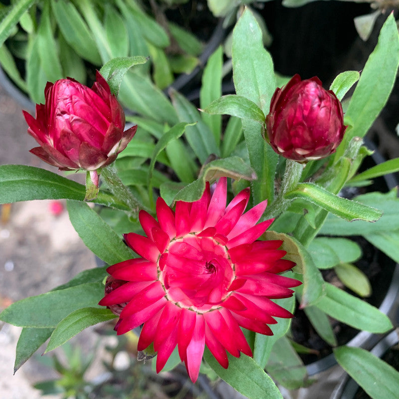 Bracteantha Bracteata (Mohave Purple Red Strawflower)