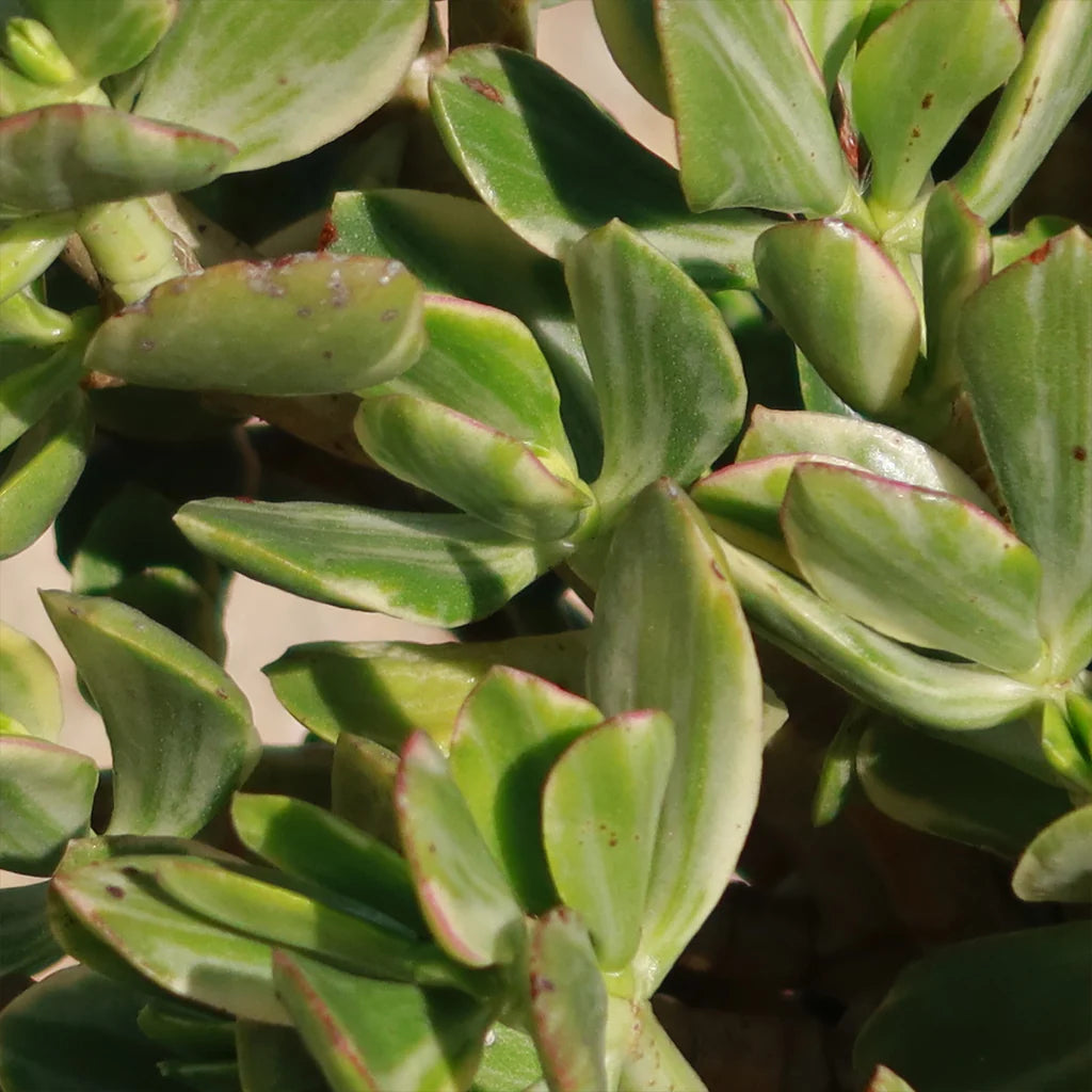 Crassula ovata ‘Variegata’