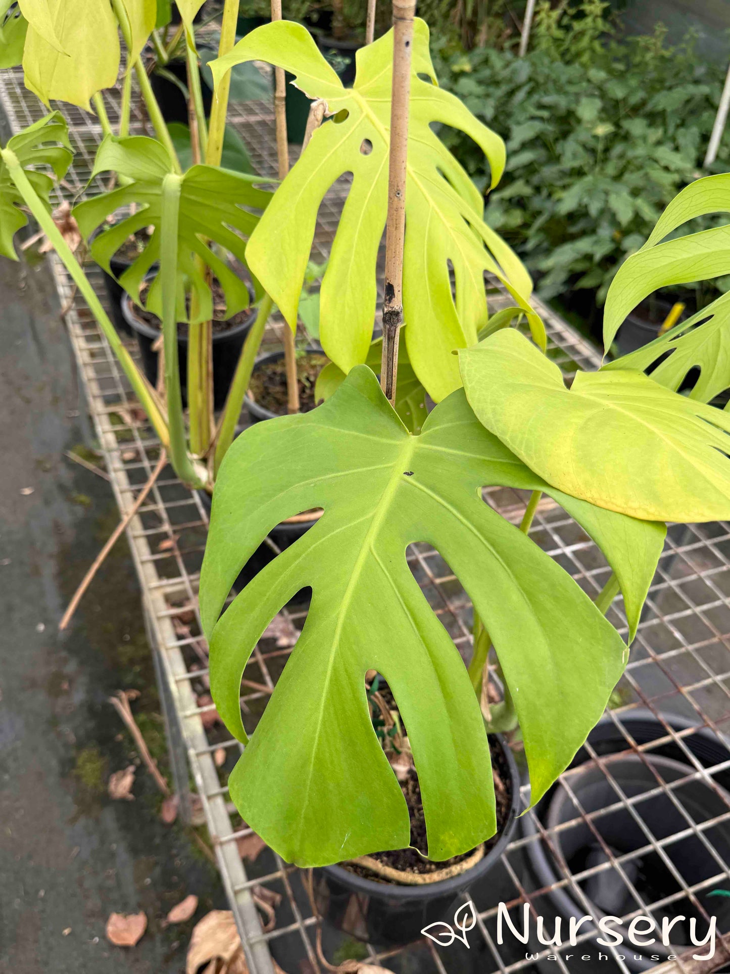 Close-up of Monstera Deliciosa (Swiss Cheese Plant) emphasising its large, patterned leaf.