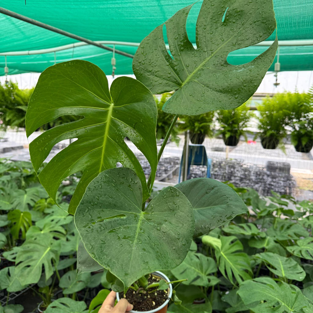 Monstera deliciosa ‘Tauerii’ (Swiss Cheese Plant)