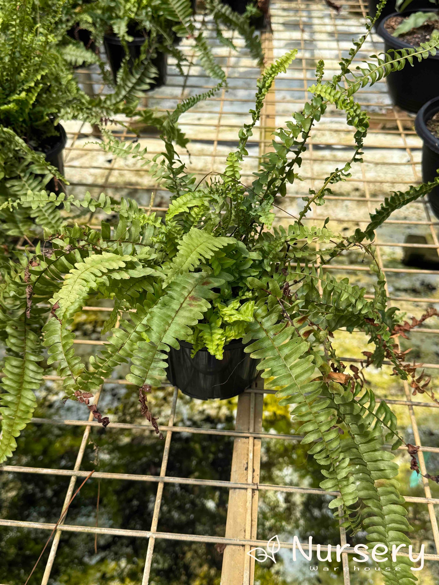 Nephrolepis Exaltata 'Montana' (Boston Fern 'Montana' | overgrown, has new shoots and marks on foliage)