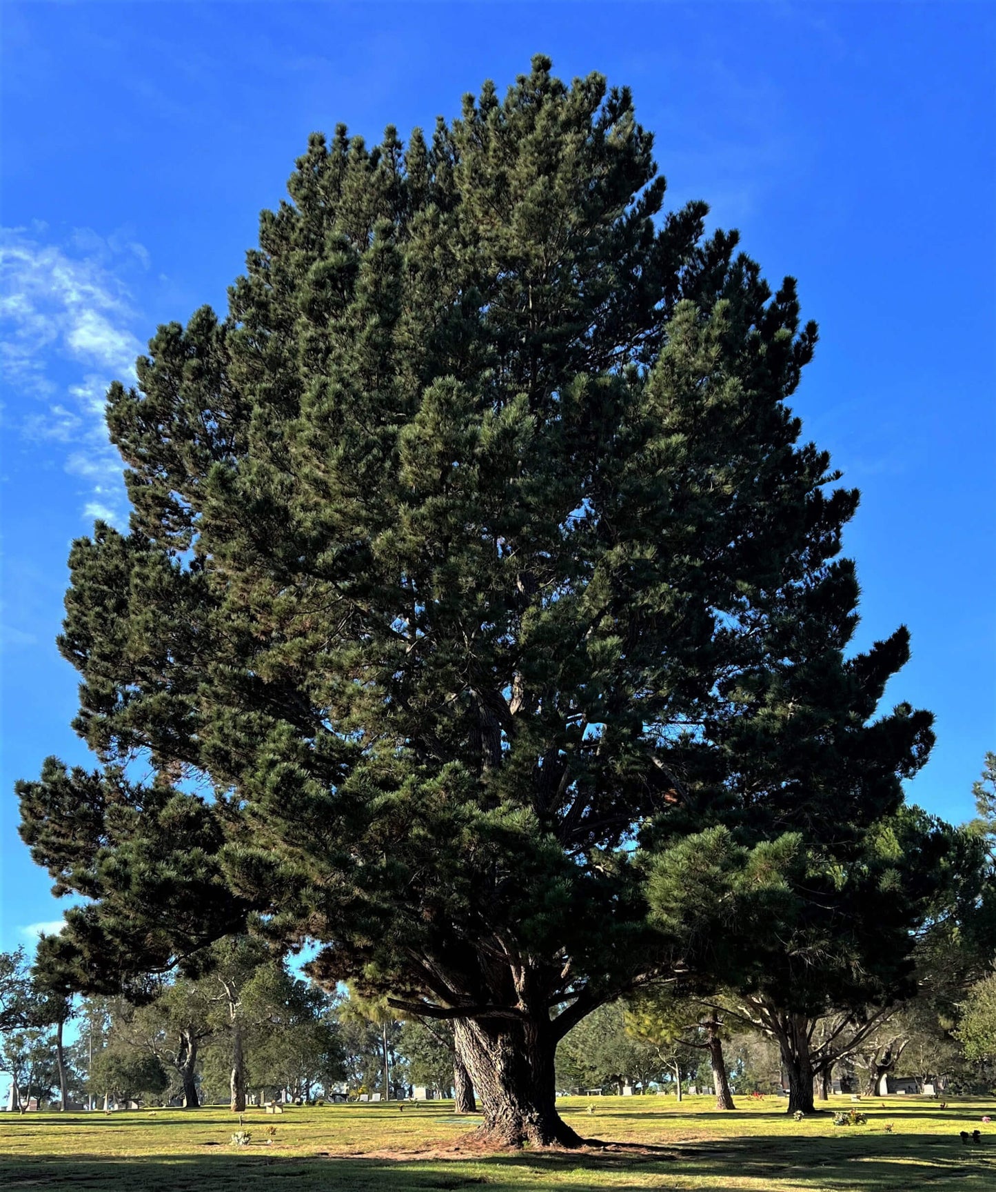 Pinus Radiata (Monterey Pine)