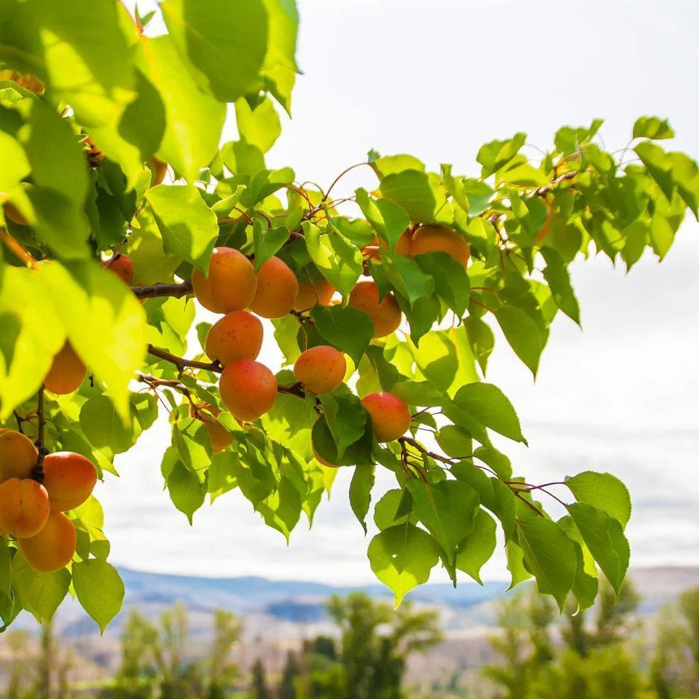 DWARF Prunus Armeniaca ‘Moorpark’ (Moorpark Apricot)