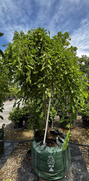 Morus Alba 'Chaparral' (Chaparral Mulberry Standard)