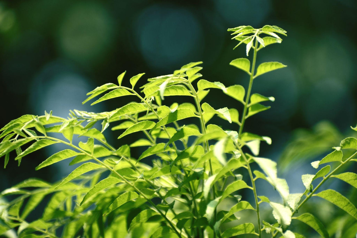 Murraya Koenigii (Curry Leaf)