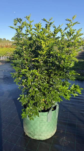 Murraya Paniculata (Orange Jasmine)