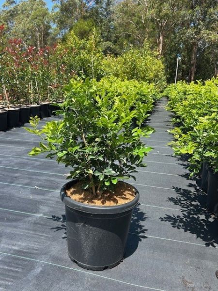 Murraya Paniculata (Orange Jasmine)