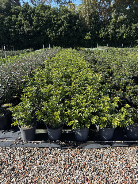 Murraya Paniculata (Orange Jasmine)