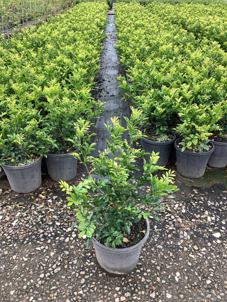 Murraya Paniculata (Orange Jasmine)