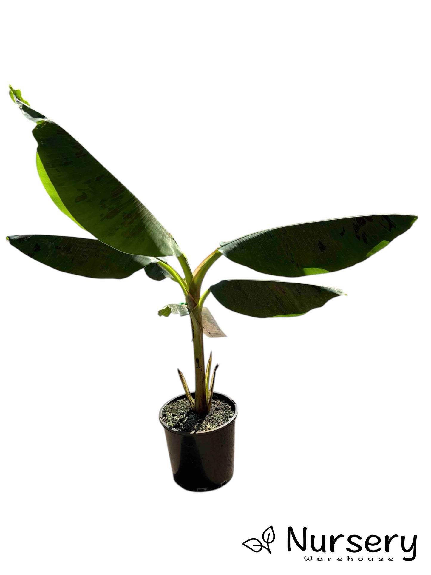 Musa Acuminata 'Williams Cavendish' (Cavendish Banana)
