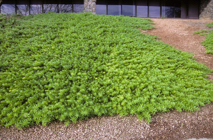 Myoporum Parvifolium 'Mallee Carpet' (Mallee Carpet Creeping Boobialla)
