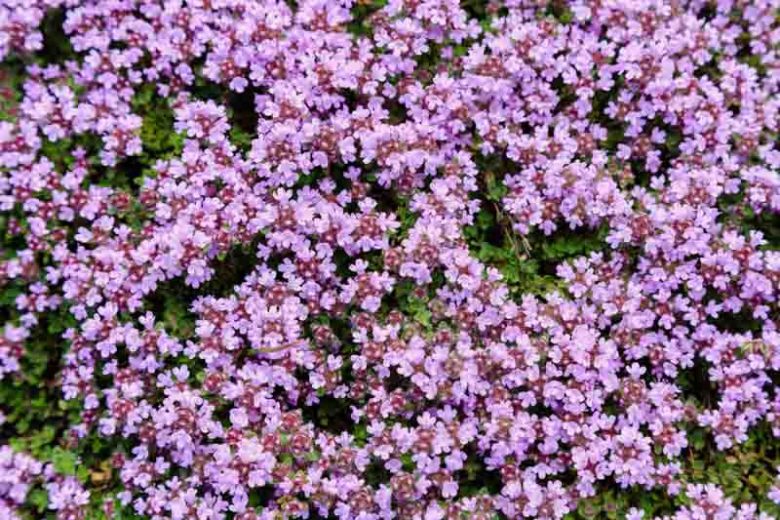 Thymus serpyllum ‘Albus’ (Creeping White Thyme)