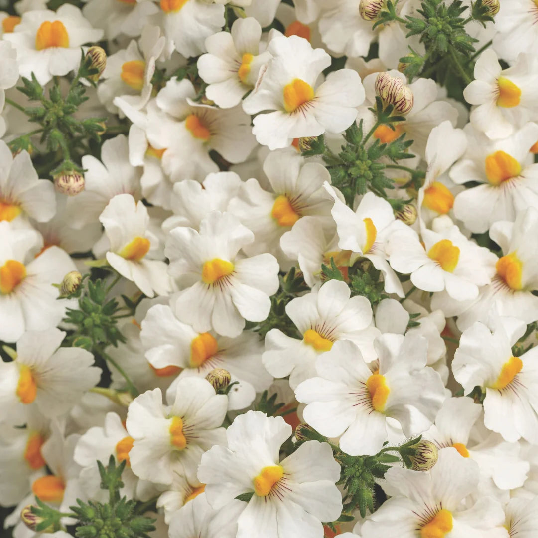 Nemesia Spp. (White Nemesia)
