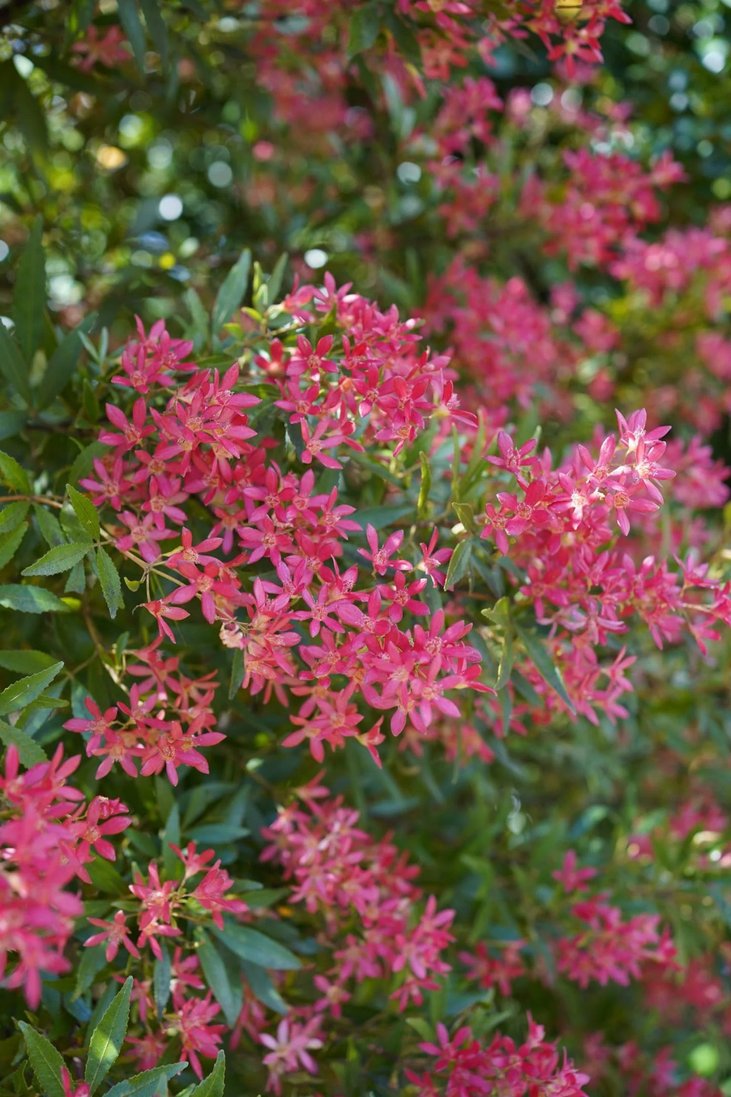 Ceratopetalum gummiferum 'Shiraz' (Shiraz NSW Christmas Bush)